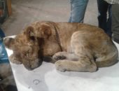 صور.. البيئة تضبط حيوانات مهددة بالانقراض بالإسكندرية