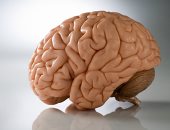 اعرف جسمك.. ما الذى يعطى للمخ شكله المجعد؟