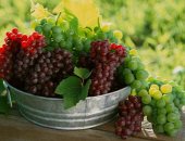 بشرط تناوله عن طريق الأنف.. اكتشاف مركب فى العنب يحمى من سرطان الرئة