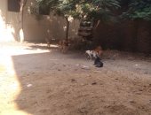 قارئ يشكو معاناة أهالى المرج من الكلاب الضالة بسبب مصنع لـ"رجول الفراخ"