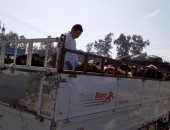 تحصين 115 ألف رأس ماشية بكفر الشيخ ضد مرض الحمى القلاعية والوادى المتصدع