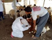 لجنة "الخدمات البيطرية" تجرى مسحا شاملا للحيوانات بالسلوم للتأكد من سلامتها