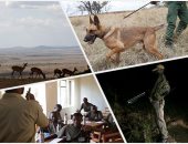 صور.. التكنولوجيا وسيلة الحراس التنزانيين لمحاربة الصيادين المخالفين فى المحميات الطبيعية.. تقنية حديثة ترصد حركة الحيوانات وتتنبأ بالأخطار قبل حدوثها.. ومسئول يؤكد أن مهمة الحراس أصبحت أكثر سهولة وفاعلية