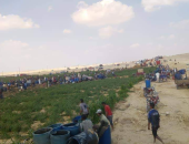 صور.. كسر فى خط بترول ببنى سويف.. والأهالى يصطفون فى طوابير لتعبئة الجراكن