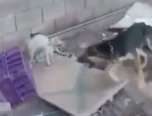 "معذب القطط بالكلاب".. فيديو صادم يتصدر "تويتر" فى السعودية