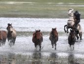 فيديو.. رجل يخاطر بحياته لإنقاذ خيوله من الأمطار الغزيرة