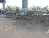 شكوى من انتشار القمامة والكلاب الضالة أسفل كوبرى أبيس فى الإسكندرية