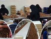 "سيوة الخير".. 700 ألف نخلة تنتج 50 ألف طن من أجود أنواع التمور فى العالم.."اليوم السابع" ترصد مراحل جنى البلح ودخوله مصانع التجفيف والتعبئة والتغليف.. وأصناف التمر السيوى تفرض نفسها بالأسواق..صور