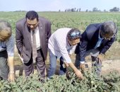صور .."الزراعة" تتابع تطعيم الخيار والبطيخ والرى بالتنقيط فى الدقهلية