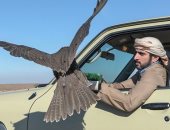 شاهد.. مغامرات ولى عهد دبى فى رحلات الصيد