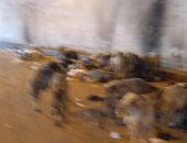 صور.. قارئ يشكو من انتشار القمامة أسفل كوبرى الدائرى اتجاه أحمد عرابى