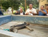 بيطرى القليوبية: "سلعوة" تعقر طلاب عزبة الأبيض بالخانكة والأهالى يقتلونها