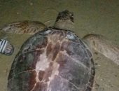 بائع أسماك بالسويس يحرر سلحفاة بحرية بإعادتها إلى بيئتها الطبيعية