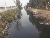 غدا.. زراعة أشجار بجسور مصارف الجيزة بمشاركة 300 طالب