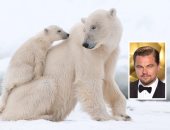 ليوناردو دى كابريو يطالب بحماية الدببة القطبية من ترامب.. فيديو وصور
