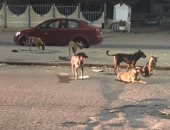 شكوى من انتشار الكلاب الضالة بمكرم عبيد فى مدينة نصر