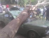 تهشم سيارات ملاكى لسقوط أشجار عليها نتيجة للرياح بشوارع القاهرة والجيزة 
