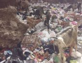 صور.. انتشار القمامة فى شارع مساكن كفر طهرمس ببولاق الدكرور