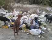 صور.. القمامة والكلاب الضالة تحاصران أهالى الحى السويسرى بمدينة نصر
