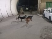 قارئ يشكو من انتشار الكلاب الضالة فى مساكن القللى بالأزبكية