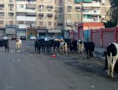 اضبط مخالفة.. قطيع من المواشى يتجول فى شوارع بورسعيد.. صور