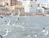 50 وفدا دوليا من شباب العالم يشاركون الإثنين بمبادرة سفينة السلام ببورسعيد