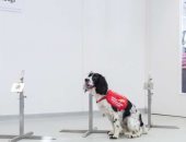 باحثون يكتشفون قدرة الكلاب البوليسية على اكتشاف الملاريا فى البشر