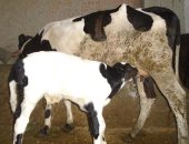 بعد معانة آلام المخاض.. ولادة قيصرية لعجل تعثرت ولادته لكبر حجمه بأسيوط