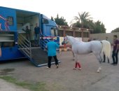صور.. فتح باب تصدير الخيول إلى الأردن لأول مرة منذ 8 سنوات 