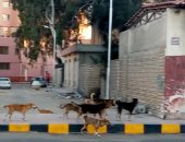  صور.. الكلاب الضالة تثير الذعر فى شوارع بورسعيد.. والمواطنون يستغيثون