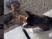 "لك يوم يا ظالم".. نعام تنتقم من قطة تعدت على صغارها (فيديو)