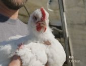 حفاظا على أرواح الحيوانات.. علماء يصنعون قطعة دجاج فى المختبر
