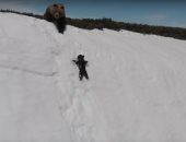 فيديو لدب صغير يحاول اللحاق بأمه يثير تخوفات العلماء على الحياة البرية