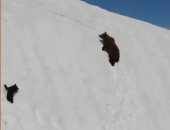 دببة لا تعرف الفشل.. إصرار دب صغير يقوده لتسلق جبل ثلجى.. فيديو