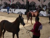 انطلاق فاعليات اليوم الأول لمهرجان الخيول العربية بالمنوفية