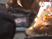 فيديو مثير للجدل.. الأبقار تدهس الهندوس لتطهرهم من الذنوب