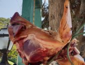 مجهولون يضعون رأس خنزير على مدخل معبد يهودى فى تل أبيب.. فيديو 
