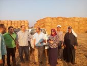 صور.. انتهاء موسم حصاد الأرز بالدقهلية لأول مره بدون ظهور السحابة السوداء 