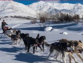 "مش للحراسة بس".. الكلاب وسيلة مواصلات جديدة فى الدنمارك بـ2019