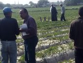 صور.. الزراعة تكافح الآفات بمحصول الفراولة فى محافظة القليوبية