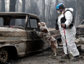 كلاب غابات كاليفورنيا تبحث عن أصحابها بعد حرائق أودت بحياة 50 شخصا