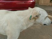 الطب البيطرى بدمياط: تحصين 160 كلبًا ضالًا ضد السعار