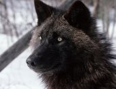 ظهور نادر للذئب الأسود فى الصين