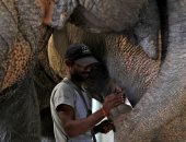 صور.. لحماية "الفيل الهندى".. مستشفى كامل التجهيزات لعلاج الأفيال