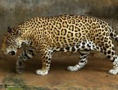 داخل يعمل شوبينج.. نمر يتسلل إلى أحد المتاجر بإندونيسيا