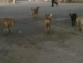 شكوى من انتشار الكلاب الضالة فى شارع على بن أبى طالب فى أرض اللواء بالجيزة