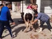 الزمالك يذبح عجلا لمواصلة الانتصارات أمام الداخلية