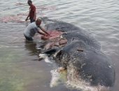 العثور على زجاجات وأكياس من البلاستيك فى معدة حوت نافق بإندونيسيا