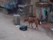 قارئ يشكو انتشار الكلاب الضالة بشارع السوق بمنطقة بشتيل