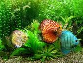 أسماك  نهر يانجتسي بالصين على حافة الانقراض